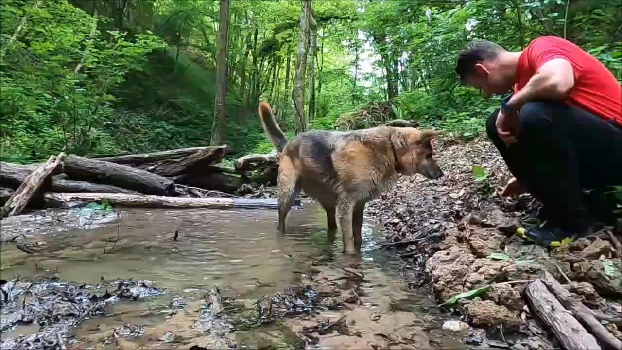 The dog is swimming in the water | Bulldog | Dogs video | Animals video | Cute Dogs