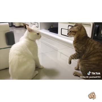 Funny cat video | cat says I LOVE YOU!