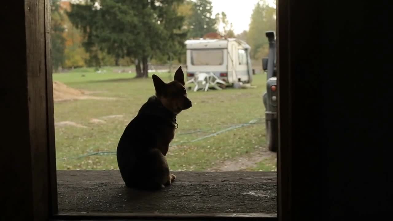 Back view of dogs silhouette. The dog is sitting and waiting for the owner in the village