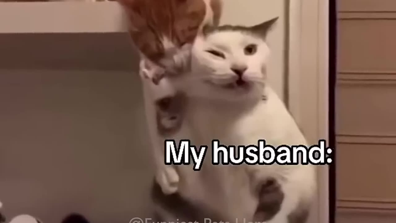 Funny cats and animals videos