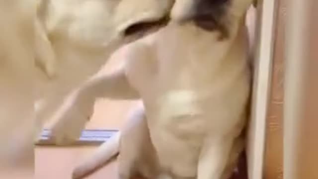 Dog funny video