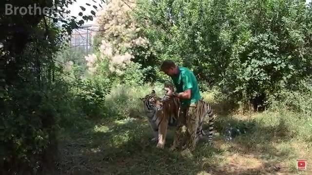 Meet the little tiger cubs