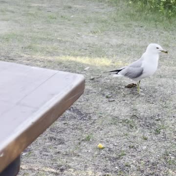 Seagull and crow. who earn?