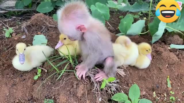 Baby Monkey! Help Take Care Of Duck.