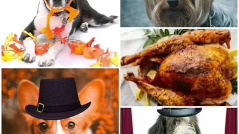 Happy Thanksgiving 2024 to all our subs & pets