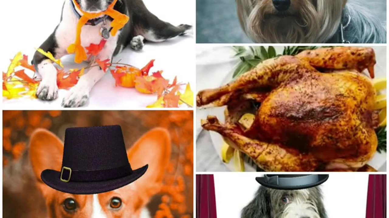 Happy Thanksgiving 2024 to all our subs & pets