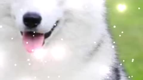 Cute dog