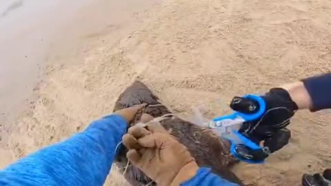 Rescue the baby seal