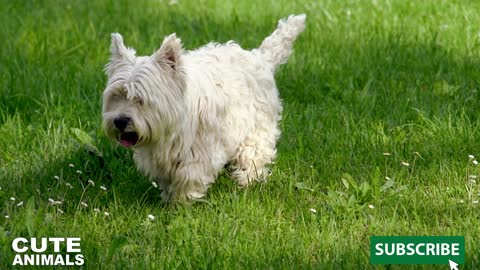 Cute puppy running in the garden 2756