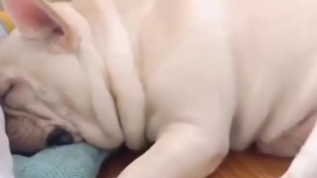 Sleeping cute dog || Funny cute dog