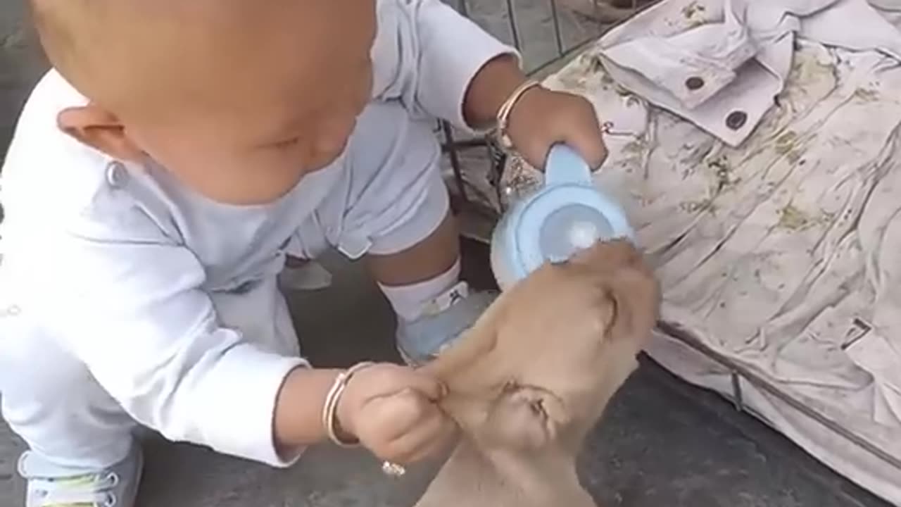 Funny baby and dog baby