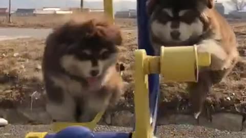 Cute dogs swing funny video