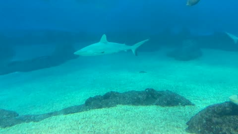 Dance Under Water