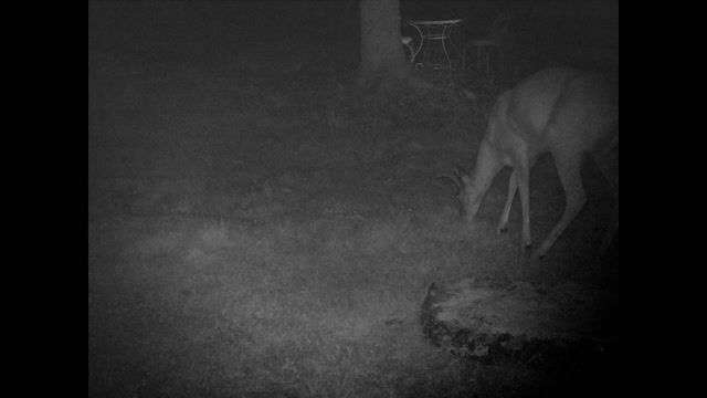 HoG DeeR Relaxing Wild Life Outside Nature Natural at night (07-09-2020)