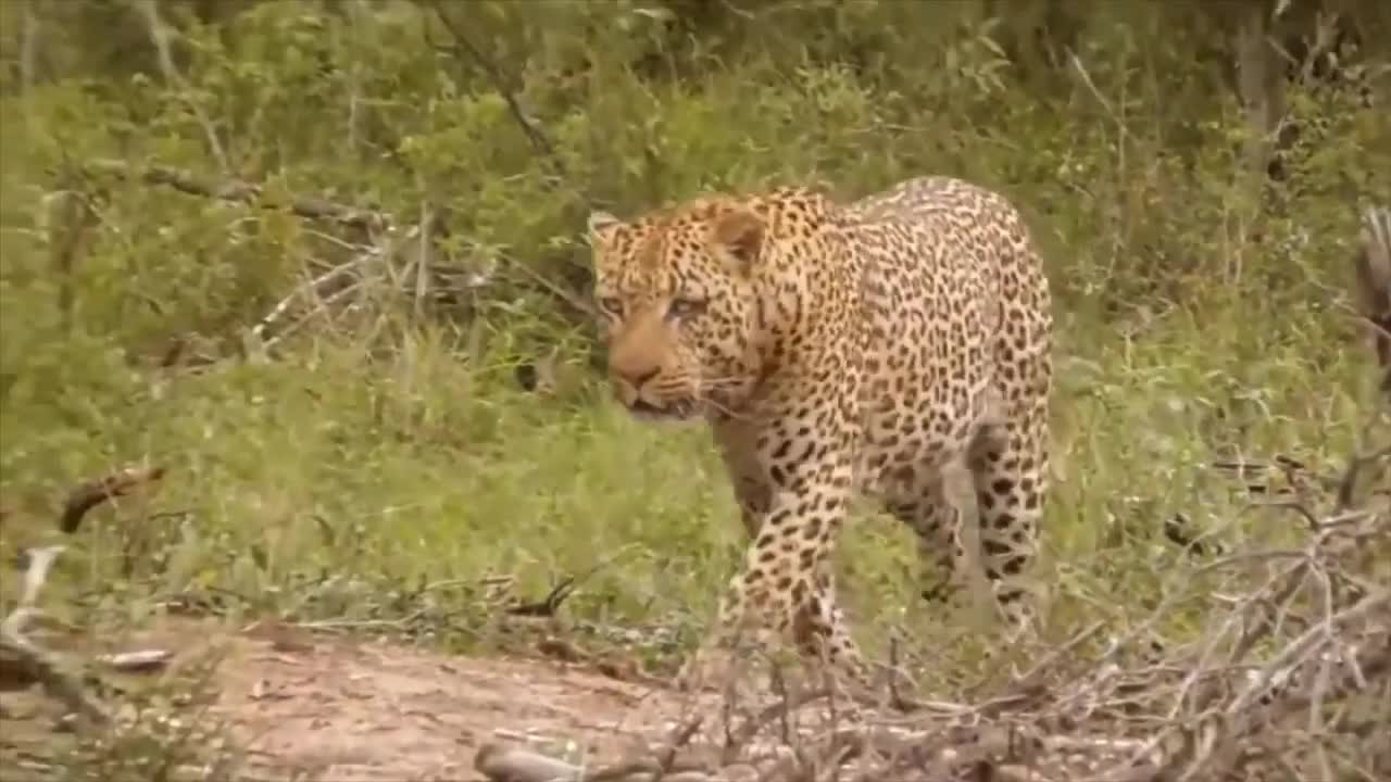 Leopard And Lizard Fighting In The Jungle, Leopard VS Lizard , Animal's Galaxy Video