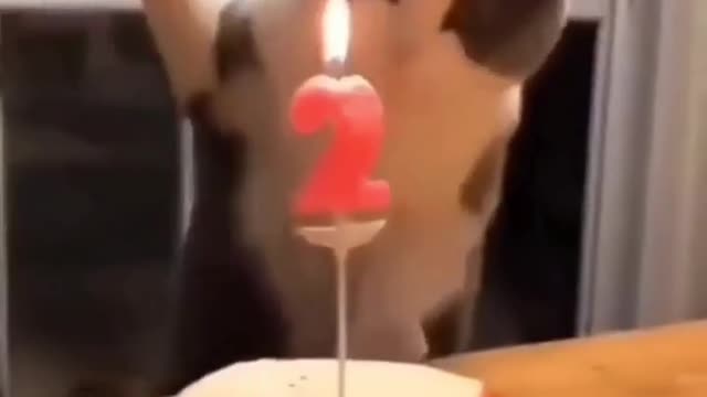 Cat joins Great Danes in singing the Happy Birthday song