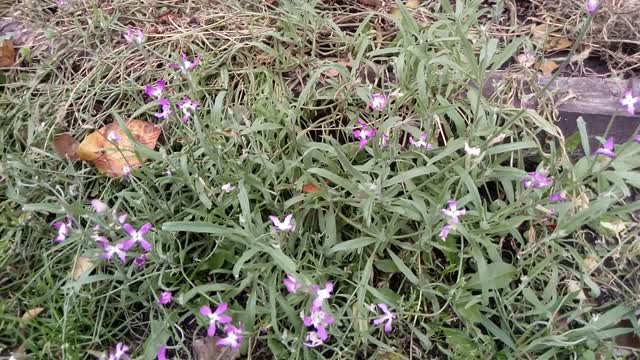 flowers of Kazakhstan