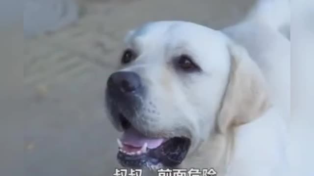 DOG SAVE BLIND MAN LIFE