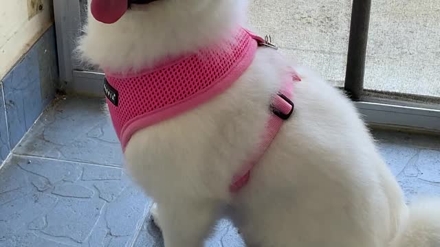 A puppy who wants to go for a walk