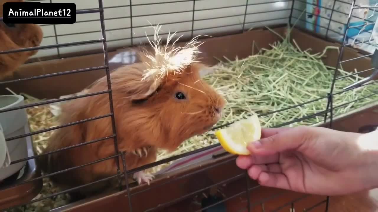 My pets tried to eat lemon! Funny video_ AnimalPlanet12 _ (720P_HD).mp4