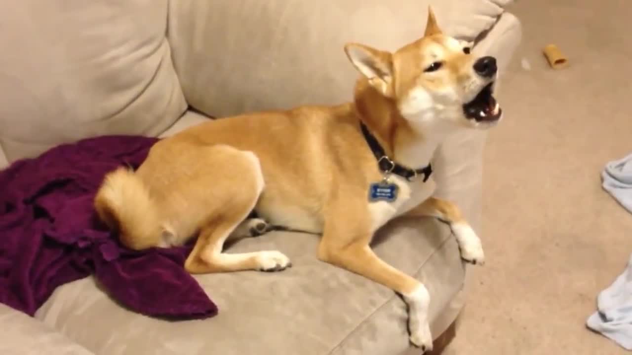 Puppies Learning to Howl