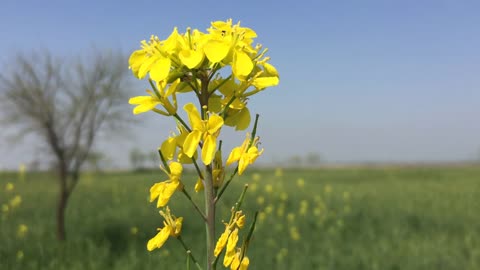 Yellow Flower in Greens Crops