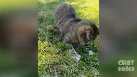 Essayer De Ne Pas Rire Vidéo De Chat Mourir De Rire