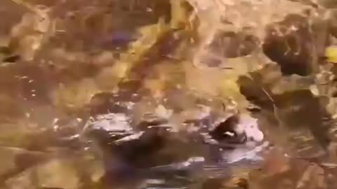 Monkey baby swimming in river 😂😋