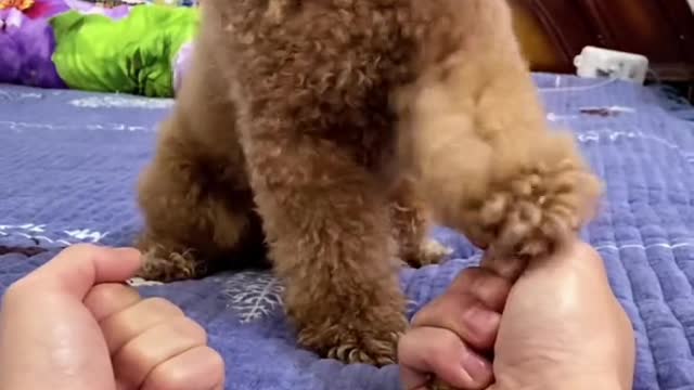 Look at what is called a fine dog