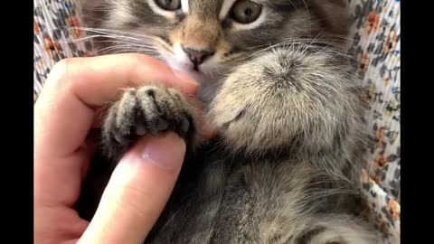 Cat's Impression