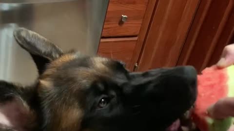 German Shepherd enjoys some watermelon