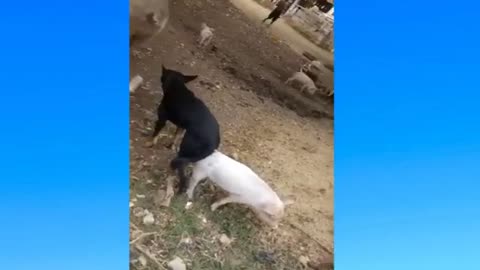 Dog and pig meeting