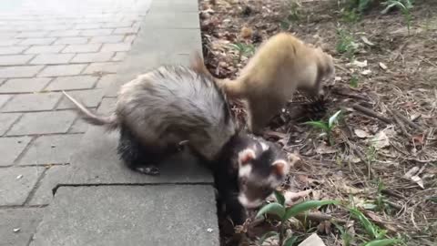 Ferrets walking