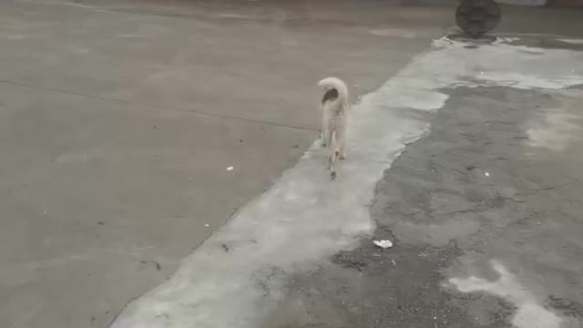 The dog is walking