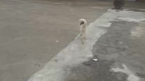 The dog is walking