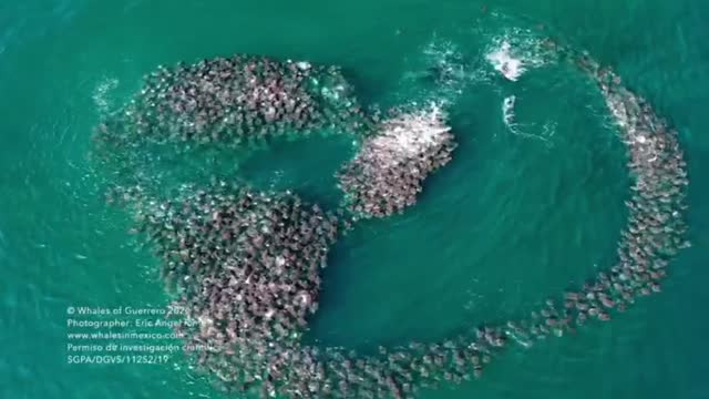 Rare Moment Humpback Whale Plays With Shoal Of Stingrays