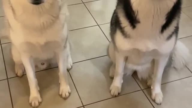 Male Husky vs. Female Husky (WHO EATS FASTER?) | shorts