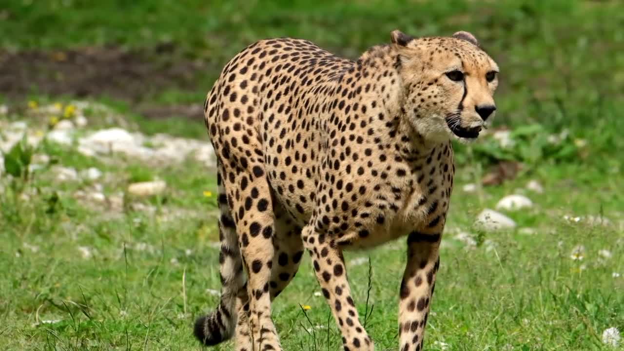 A Panther Walking In Greeness Grass Garden