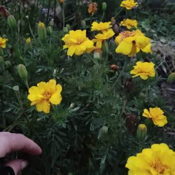 Cleaning up the marigolds
