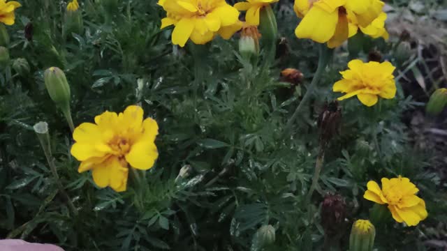 Cleaning up the marigolds