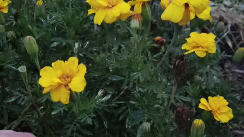 Cleaning up the marigolds