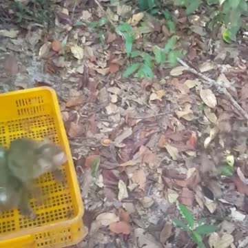 Mission Animal Rescue - rescue animals with nature 1