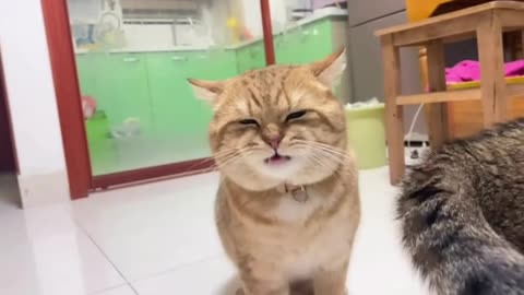 funny cat