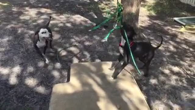 dogs playing with toy