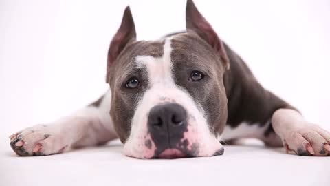 american pit bull terrier lies on a white background in studio