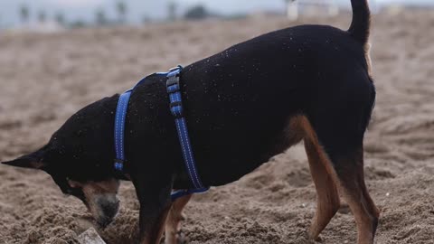 Cute dog