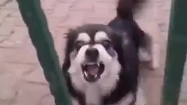 dog barking in reverse #funnydogs #dogs