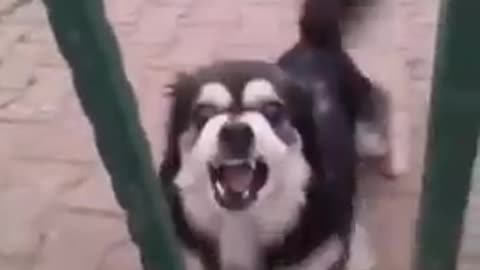 dog barking in reverse #funnydogs #dogs