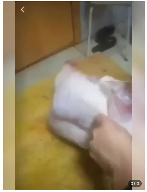 Graphene vaxed CHICKEN 4 months