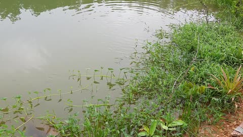 Gresshopper går til et godt formål